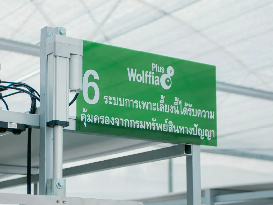 ป้ายแปลงปลูก Wolffia Plus ในโรงเรือน
